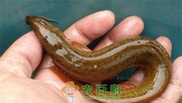 泥鳅 奇!江苏扬州居民买到黄泥鳅