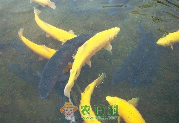有机虹鳟鱼养殖管理措施