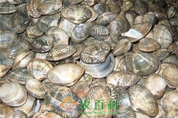 青岛主要养殖的蛤蜊有哪些？