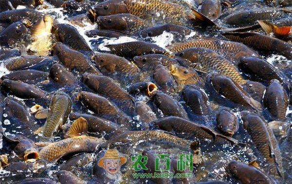 黄河鲤鱼--土客网网 郑州增殖放流25万尾黄河鲤鱼