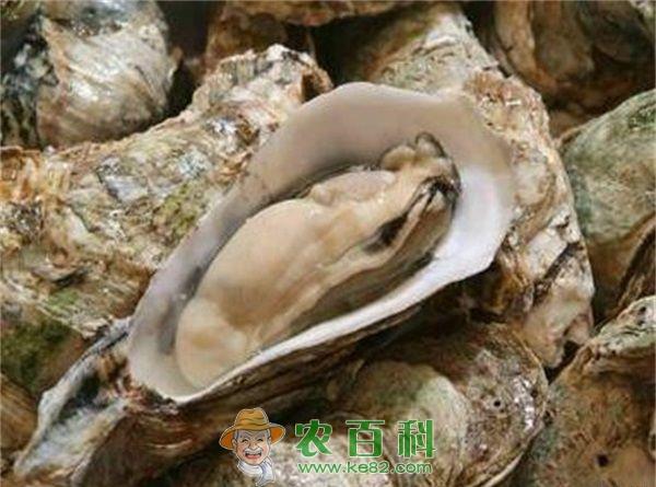 褶牡蛎的收获方法