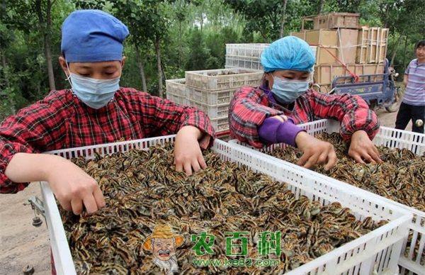 养殖鹌鹑走上致富路