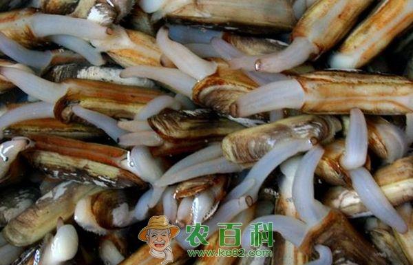 蛏子苗的采捕工作 蛏子苗的采捕工作