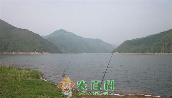 水库钓鲤鱼技巧