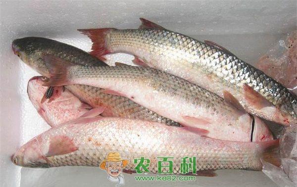 梭鱼 梭鱼养殖技术孵化鱼苗