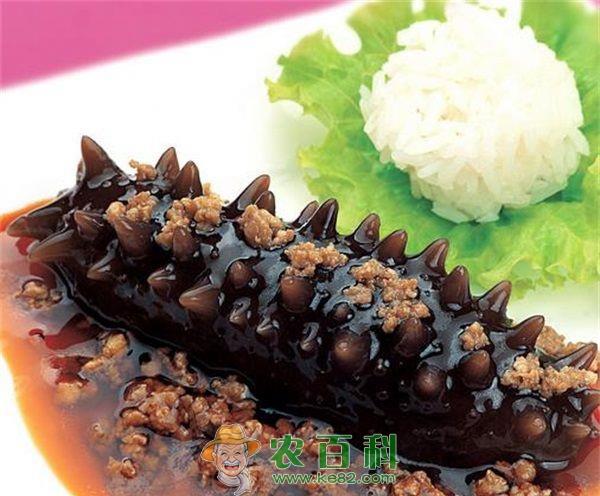 海参 海参养殖防病技术要点