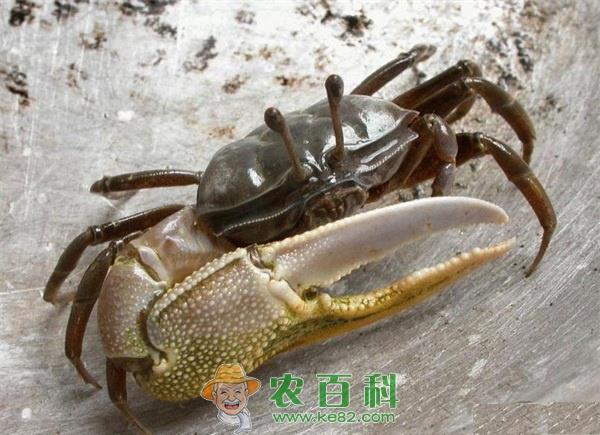河蟹亲蟹的挑选方法