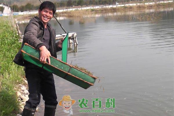 受灾蟹池可补养青虾