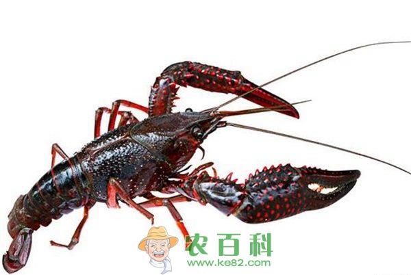 龙虾的饲料投喂技巧