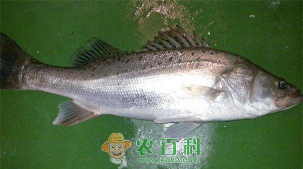 加州鲈鱼塘滋生蓝藻怎么办？