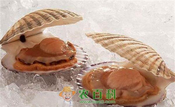 扇贝的功效介绍