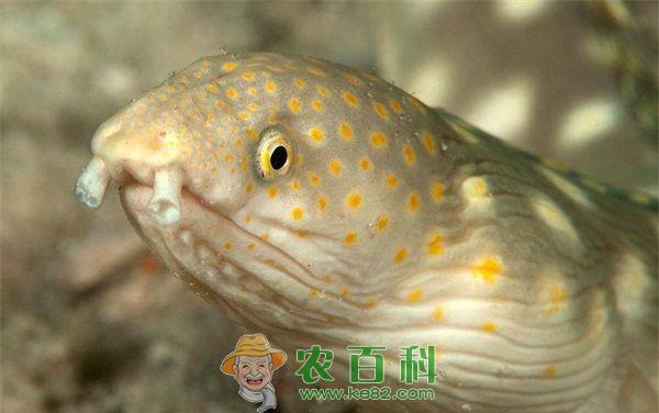 海鳗肠炎病 冬季海鳗养殖肠炎病的防治