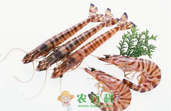 基围虾 重庆:基围虾价格暴涨