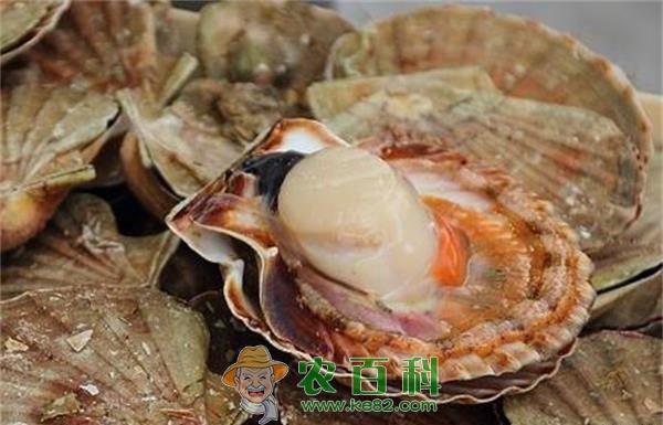 扇贝喜获丰收价格飙升