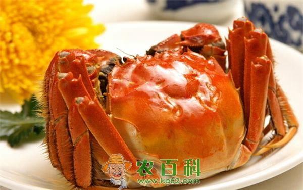 大闸蟹的做法:煮蟹 大闸蟹的做法