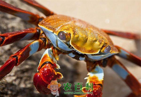 蟹种管理五要点