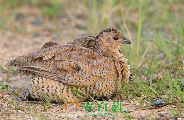 鹌鹑养殖的技巧