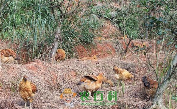 养鸡方法和技术