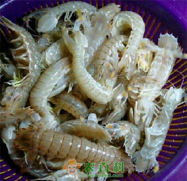 皮皮虾褐斑病的防治