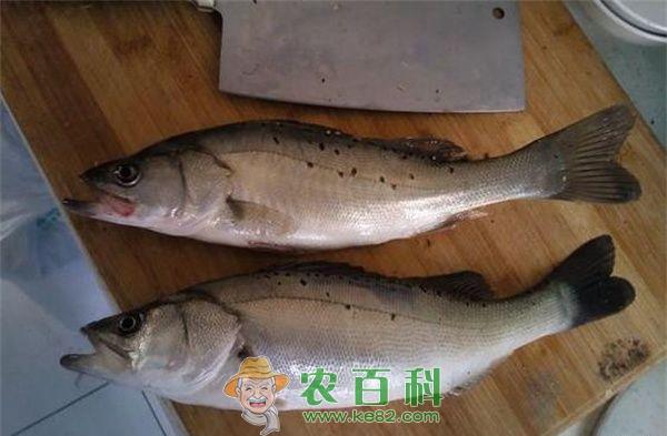 鲈鱼的做法大全