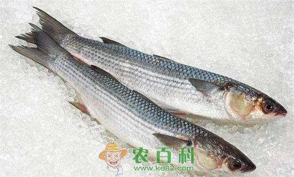 鲻鱼的功效与作用