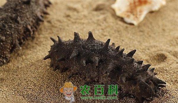 海参 海参养殖遭质疑