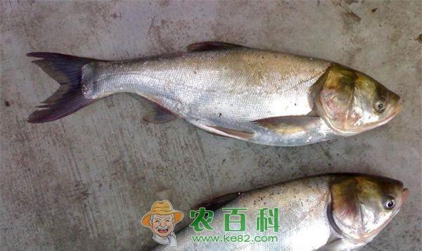 高邮湖生态鲢鱼首次开捕