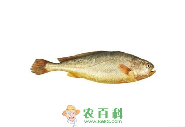 黄鱼车轮虫病的防治