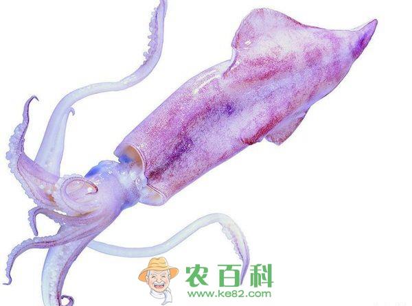 鱿鱼养殖需要多长时间