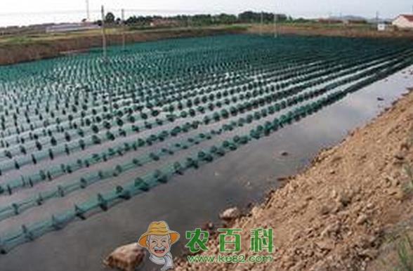 海参养殖之参苗的投放