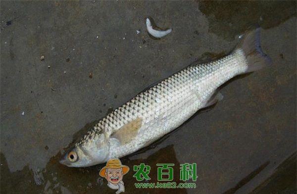 梭鱼微孢子虫的防治