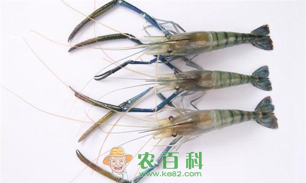 青虾黑斑病--土客网网 青虾黑斑病的防治