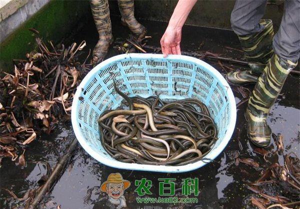 黄鳝 黄鳝变粗大与避孕药无关