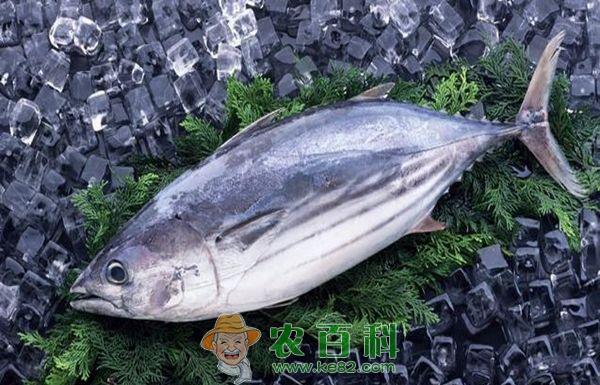 鲷鱼 鲷鱼之常见病症