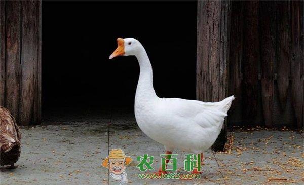 冬至鸡鹅旺销