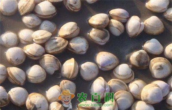 蛤蜊养殖--土客网网 蛤蜊养殖的保苗措施