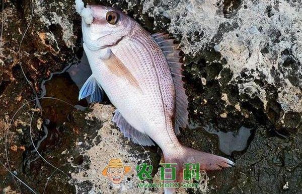 天然真鲷鱼苗的采捕--土客网网 天然真鲷鱼苗的采捕