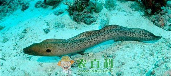 海鳗 糖尿病人能吃海鳗吗