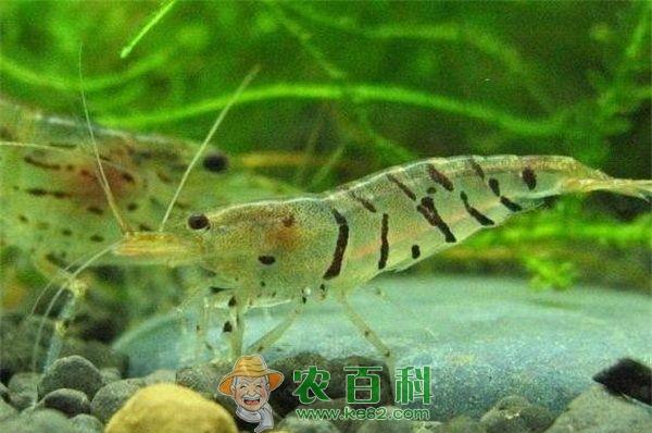 虾 虾田入冬注意事项