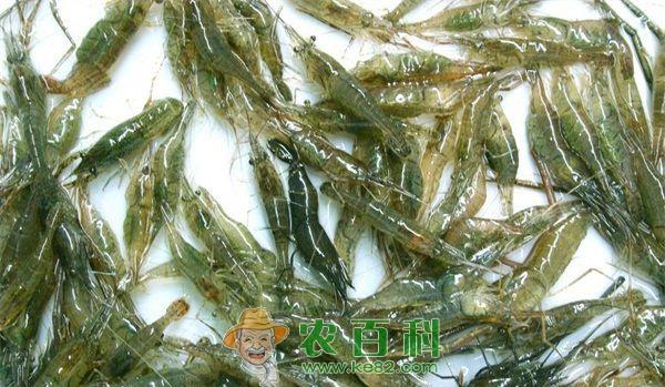 青虾 时隔十多年 我市再现野生青虾