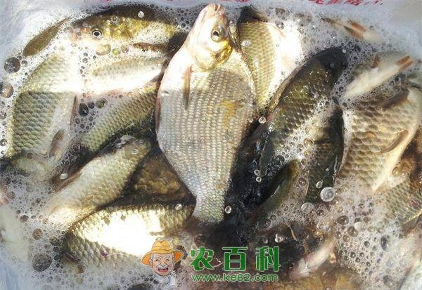 鲫鱼 潮白河鲫鱼肉质鲜美令人回味