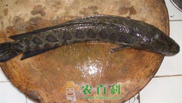 家鱼成鱼池套养黑鱼的饲养管理技术