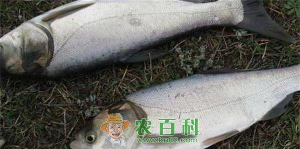 鲢鱼 开渔喽!渔民忙撒网专家忙监测 鲢鱼广东鲂等数量较多