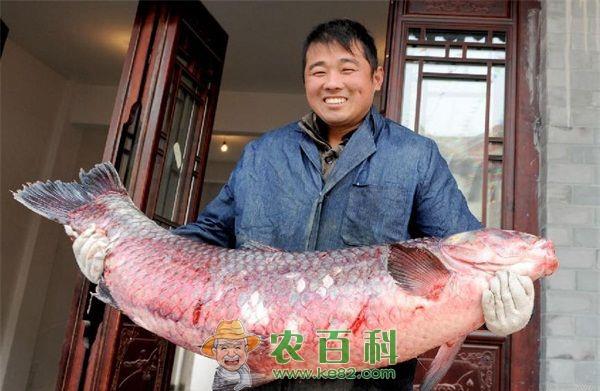 青鱼草鱼烂腮病症状及防治技术