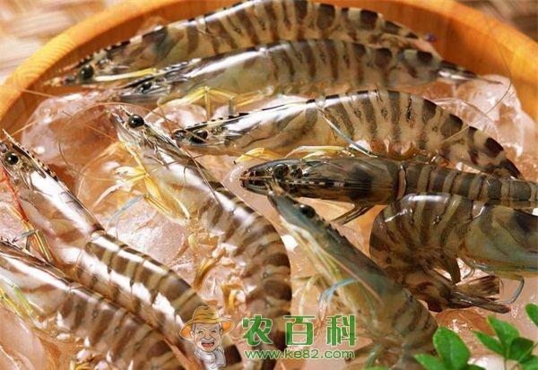 基围虾 基围虾是海虾吗?