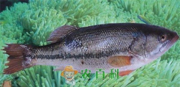 鲈鱼 加州鲈鱼健康养殖的六字箴言“水种饵模药管”