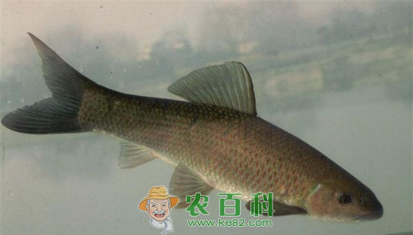 手竿钓青鱼的三个关键