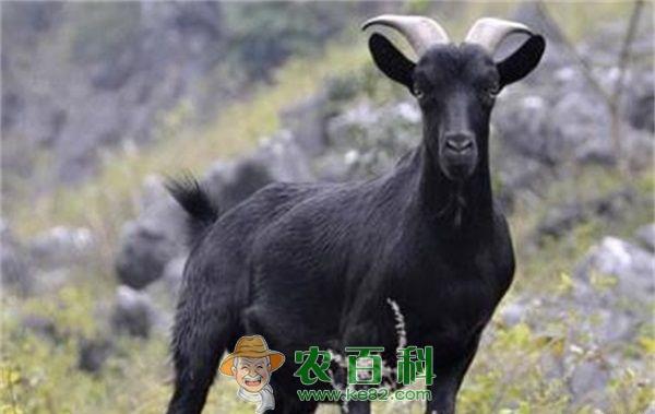 黑山羊心的营养价值