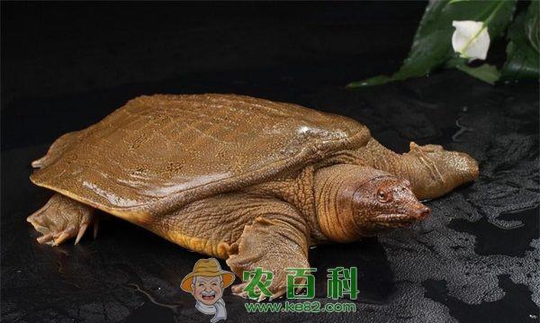 甲鱼养殖要防越冬死亡症