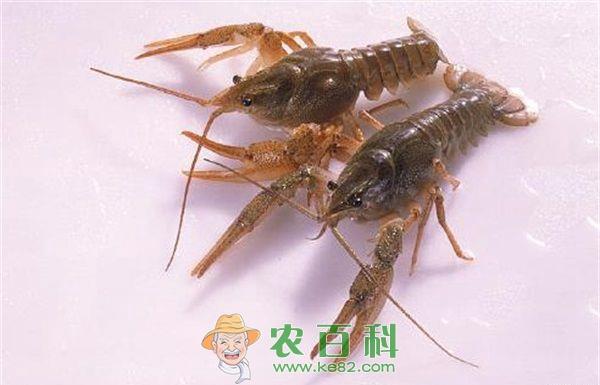 小龙虾 小龙虾怎么喂食?